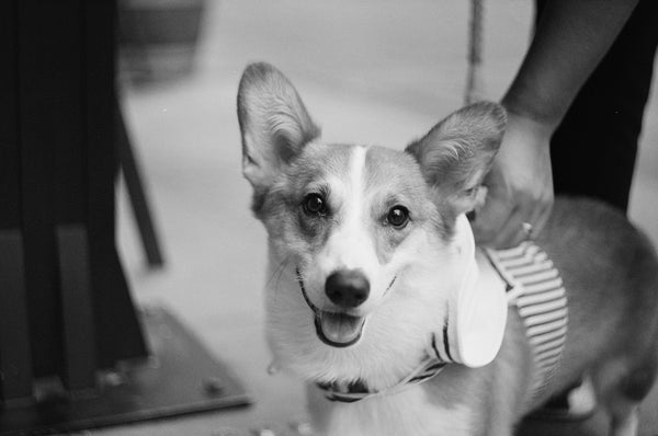 ILFORD XP2 Super 400 120