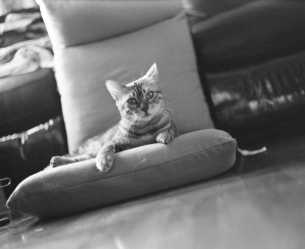 ILFORD Delta 400 120