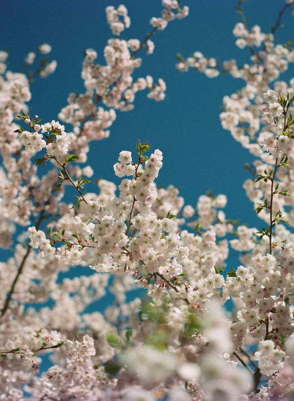 Kodak Ektacolor Pro 160 135-36 (1 roll)