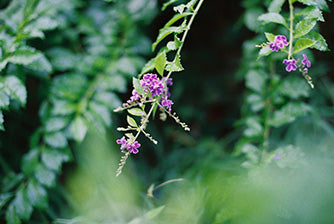 Fujifilm 400 Color Negative (1 roll)
